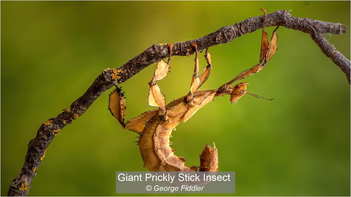 27_Giant Prickly Stick Insect_George Fiddler